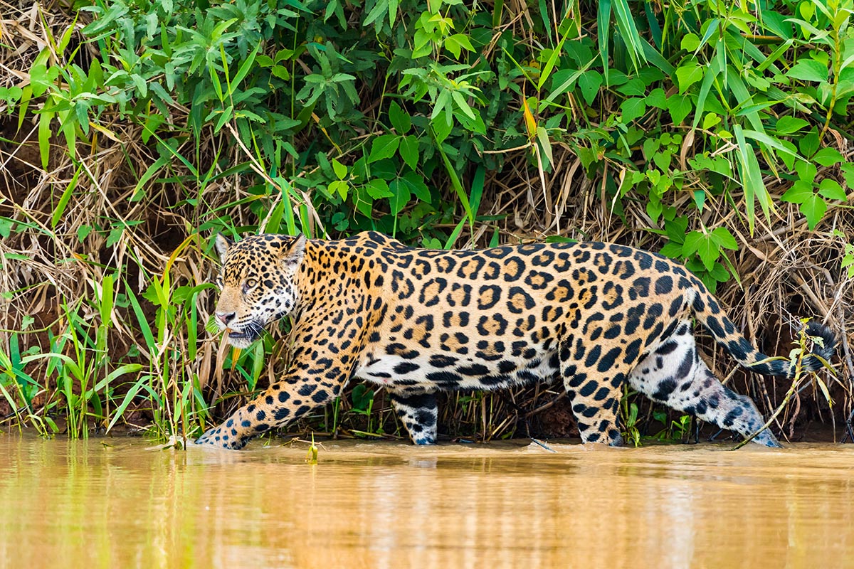 Travel to Brazil to see the Jaguar of Brazil