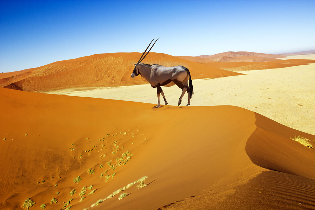 There are many places to visit in Namibia, like the dessert
