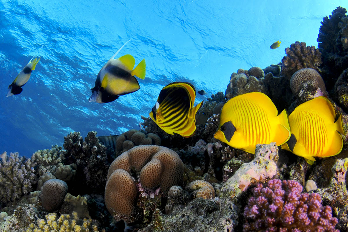 Tropical fish, Coral Reef, luxury travel to Australia