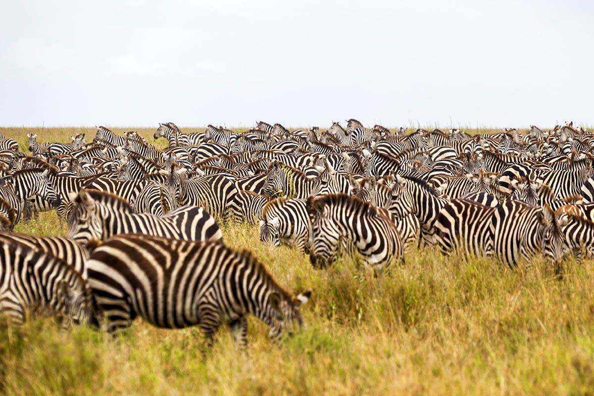 A herd of zebra during the great migration in South Serengeti, Tanzania