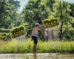 Hard Work Farmer in Rice green fields holding rice baby - cazenove+loyd