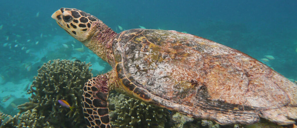 Hawksbill Turtle, Snorkelling & Scuba Diving in the Maldives