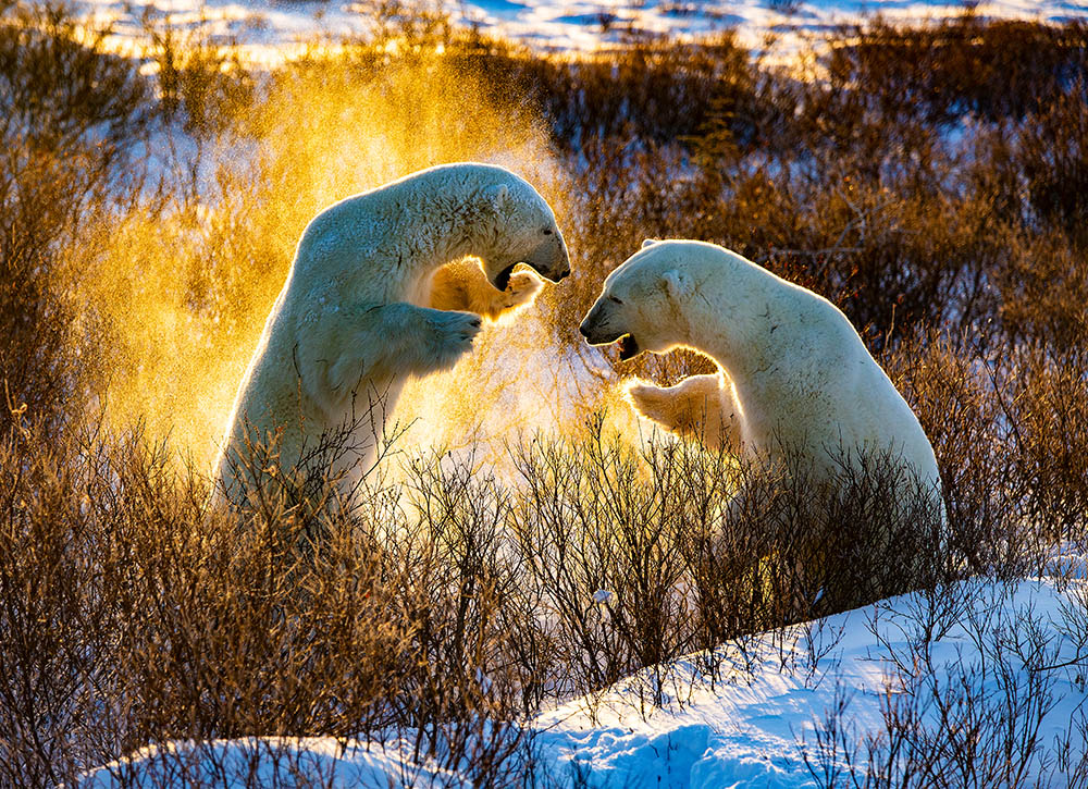 Luxury polar bear tours, Polar bears sparring at dawn