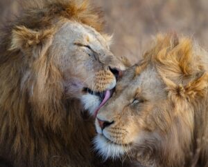 lions of africa - tailor-made safari - cazenove+loyd