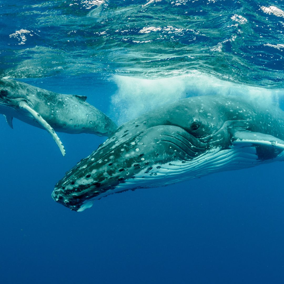 Humpback whales Pacific Islands