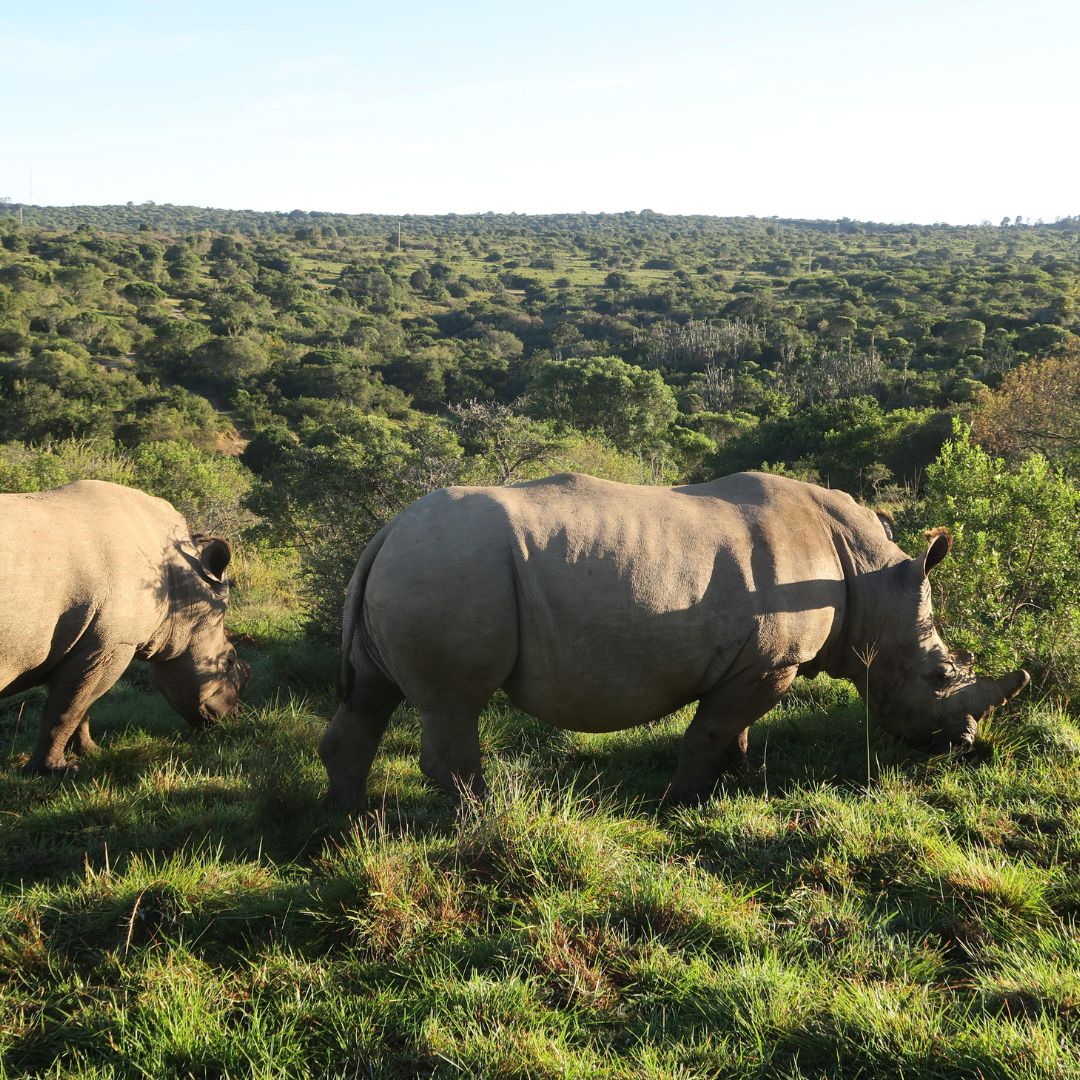 Kariega game reserve rhinos