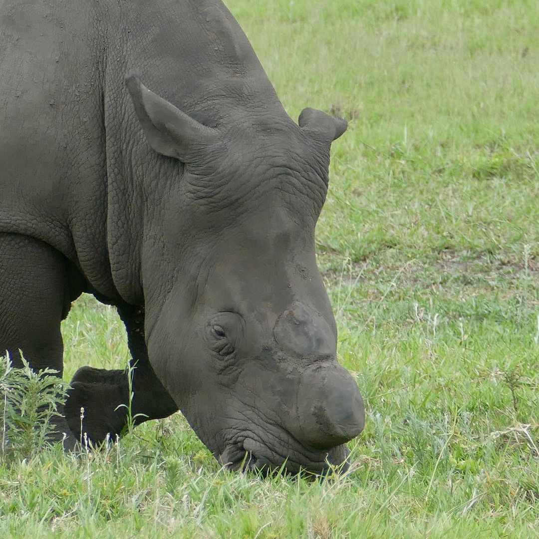 Rhino dehorned