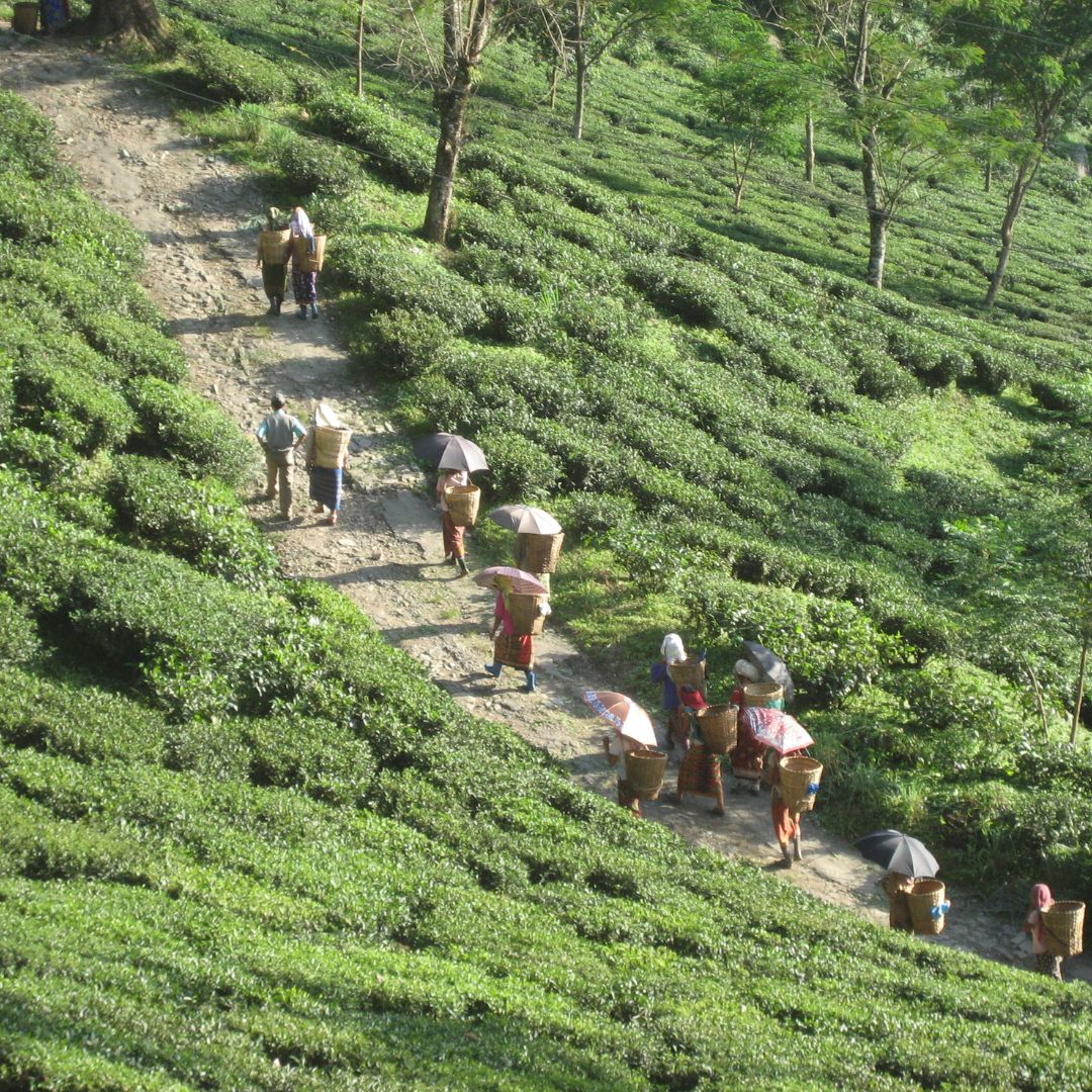 Tea pickers at Glenburn Tea estate in India
