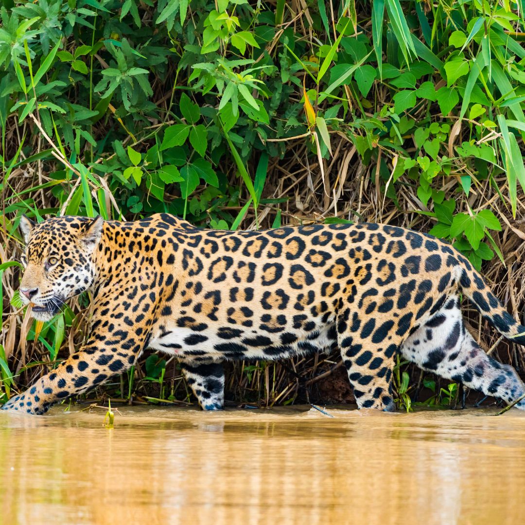 jaguar Pantanal, Brazil